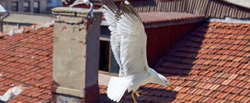 Residential Chimney Animal Removal Solution in West Fargo, ND
